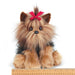 Chewie The Yorkie