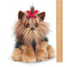Chewie The Yorkie