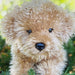 Lila Laying Labradoodle